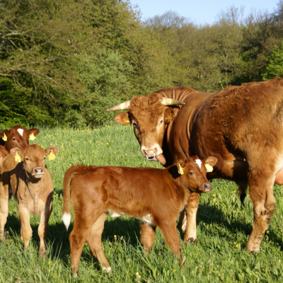 CASE REPORT:  Chinese Medicine in the Treatment of Suspected Neonatal Septicemia in Two Bull Calves