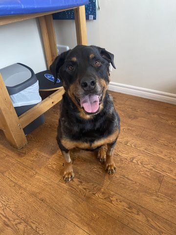 CASE REPORT: Lola – Calcinosis Cutis in a Canine