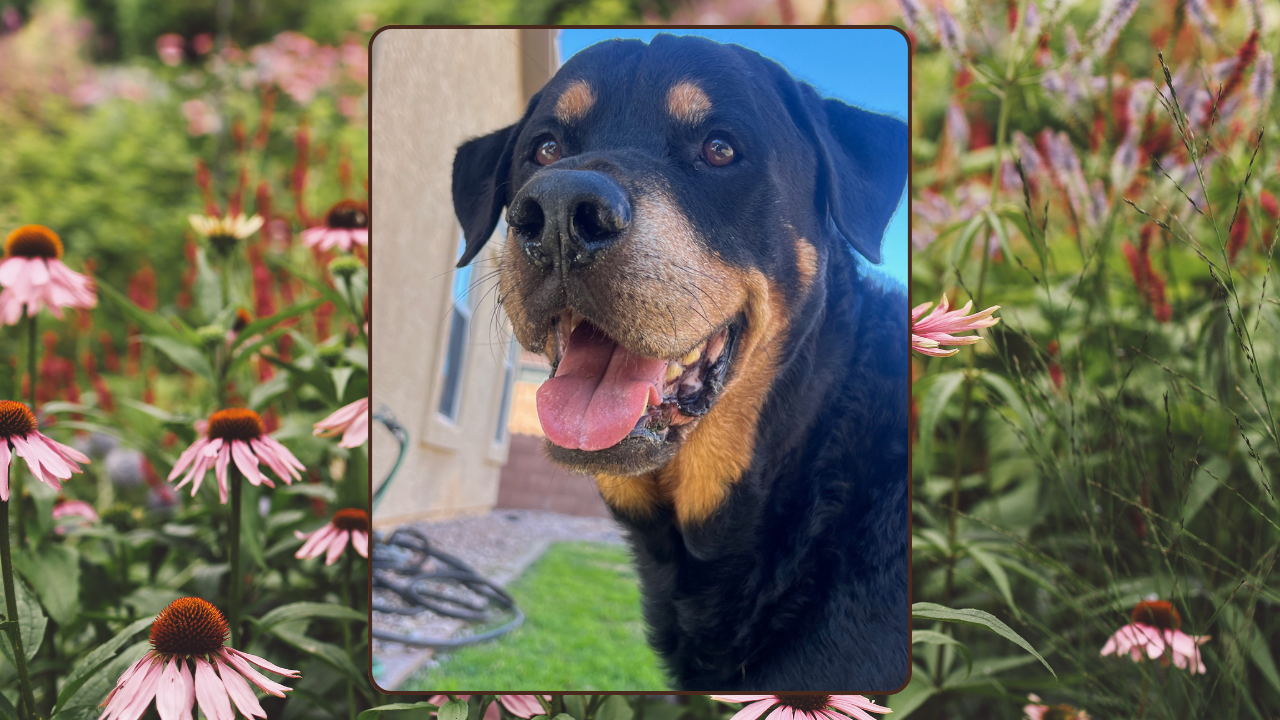 “Starky” the Rottweiler: A Case of Suspected Fungal Myocarditis